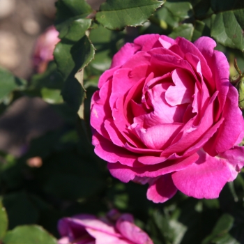 Rosa - hybride - Catherine de Médicis - KORjupvio